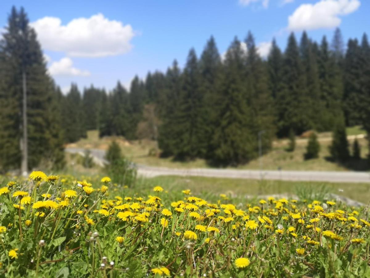 The Evergreen Nest - Silver Mountain Poiana Brašov Exteriér fotografie